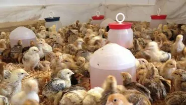 Târgu-Jiu: O fermă a fost amendată cu 1.500 de lei, după ce 35.000 de pui au fost lăsați să moară de foame