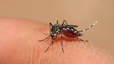 Zika: Profilul unui virus emigratic