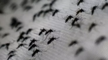 Virusul Zika: În Marea Britanie va fi pulverizat insecticid în avioanele venite din regiunile afectate