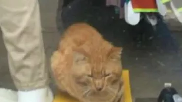 Pisică blocată într-un magazin închis de ANAF va fi eliberată de poliție (VIDEO)