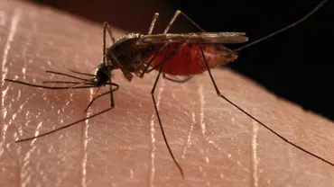 După isteria Zika, un alt tip de țânțar provoacă îngrijorare: Sute de oameni din Australia au devenit alergici la carnea roșie, după înțepătura insectei