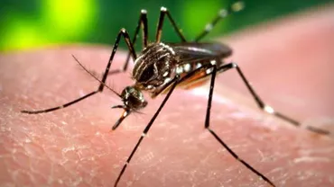 Trei columbieni infectați cu virusul Zika au murit