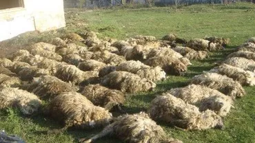 Giurgiu: Mai multe oi au murit în condiții suspecte în timp ce pășteau pe un câmp