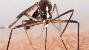 Virusul Zika face ravagii în Columbia și se estimează că numărul total al cazurilor de îmbolnăvire va ajunge la 600.000 la nivel mondial (VIDEO)