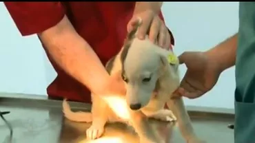 Scandal pe vaccinarea animalelor de companie (VIDEO)