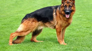 Constanța: Un bărbat care a împușcat un câine s-a ales cu dosar penal