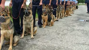 Cei mai faimoși angajați ai Inspectoratului Județean de Poliție Constanța: Câinii care luptă cu infractorii şi lucrează împreună cu poliţiştii şi jandarmi (VIDEO)