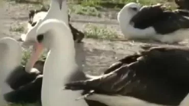 Cea mai bătrână pasăre albatros din lume, 65 de ani, are un nou pui (VIDEO)