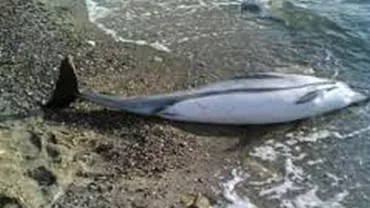 Alertă la malul mării: Un delfin a fost găsit mort pe o plajă din Mamaia (VIDEO)