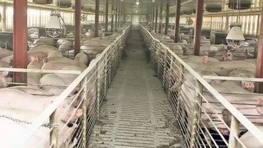 MADR: Crescătorii de porci vor beneficia de 2,3 milioane de euro. Banii vor fi acordați din sprijinul european acordat României