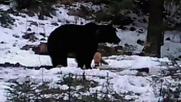 Întâlnire "amoroasă" între un urs și o vulpe, de Dragobete, în Munţii Piatra Mare
