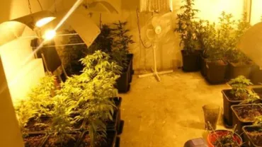 Timișoara: Un tânăr a fost arestat după ce procurorii DIICOT au găsit în apartamentul său o adevărată cultură de canabis