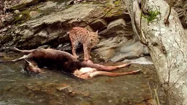 Imagini spectaculoase cu râși și lupi în habitatul lor natural, din Carpați (VIDEO)