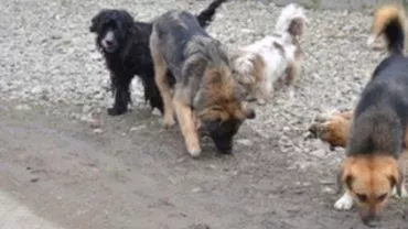 Câinii, din nou în pericol: Consilierul din Mediaș vrea ca animalele să latre noaptea în casă, nu în curte (VIDEO)
