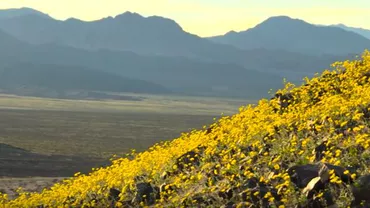 Valea Morții din California, una dintre cele mai aride zone, s-a transformat într-un imens covor de flori (VIDEO)