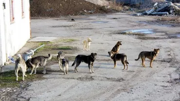Incident șocant în Râmnicu Vâlcea. Un bărbat a murit sfâșiat de o haită de 35 de câini. În urmă cu 3 luni, o femeie a murit în același loc, din aceeași cauză