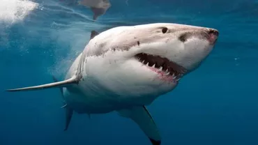 Întâlnire periculoasă a unei tinere cu un rechin, în timp ce înota în Oceanul Pacific din Noua Zeelandă (VIDEO)