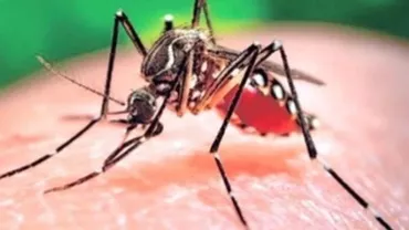 Crește pericolul adus de Zika: Institutul Național de Sănătate Publică recomandă distrugerea focarelor de țânțari