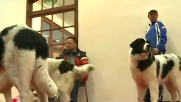 Expoziție de animale: Mai multe rase rare de câini pot fi admirate la expoziția de la Romexpo (VIDEO)