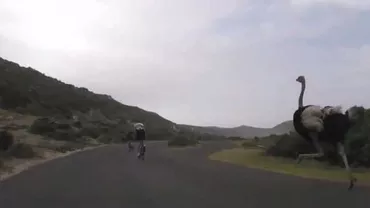 Africa de Sud: Un struț s-a luat la întrecere cu un grup de cicliști (VIDEO)