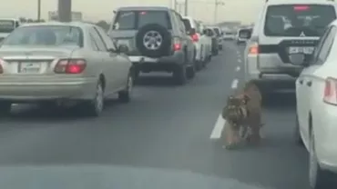 Un tigru s-a plimbat nestingherit pe o autostradă din Qatar (VIDEO)