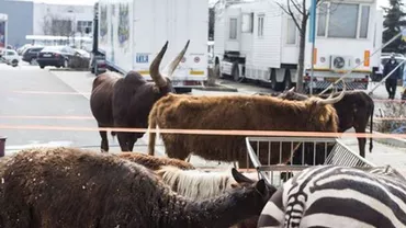 UPDATE // Vier Pfoten solicită hipermarket-ului Cora să nu mai găzduiască animalele sălbatice ale circurilor în parcare / Poziția Cora România (FOTO)