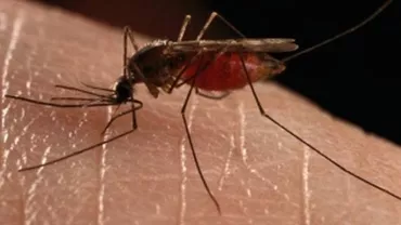 Organizaţia Mondială a Sănătăţii recomandă folosirea mai multor insecticide împotriva virusului Zika (VIDEO)