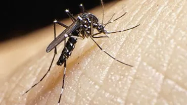 Virusul Zika poate fi eradicat: Doi soldați americani care au contactat maladia au fost vindecați