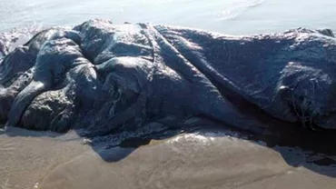 O creatură marină neidentificată de aproximativ 4 metri lungime a fost găsită pe o plajă din Mexic (FOTO, VIDEO)