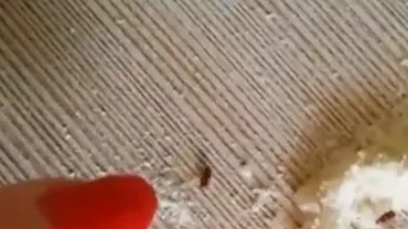 O femeie a găsit gândaci vii în cerealele cumpărate pentru fiul ei (VIDEO)