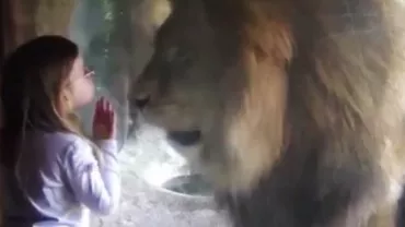 O fetiță încearcă să îi ofere un pupic unui leu, însă animalul are o reacție neașteptată (VIDEO)