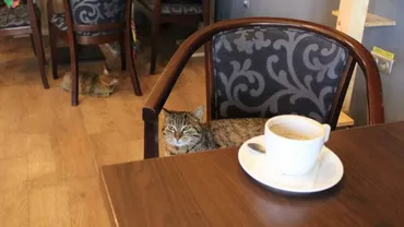 Cluj Napoca: Prima cafenea cu pisici, închisă de reprezentanții de la DSVSA care au dat raport negativ, "probabil din cauza prezenței animalelor"