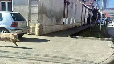 Gherla: Un porc alergat de stăpânul care voia să-l prindă a traversat guițând pe trecerea de pietoni (FOTO)