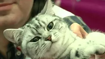 Expoziție în Capitală: Cele mai distinse și cochete pisici s-au întrecut în frumusețe (VIDEO)