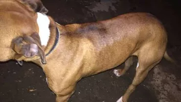 Lugoj: O tânără a fost atacată de un câine de luptă, în timp ce stăpânul acestuia se afla într-un bar