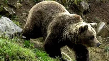 Mașina unui bărbat din Argeș, stricată de mai multe ori în trei zile de un urs: Proprietarul a fost sfătuit să cumpere animalul sălbatic