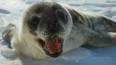Cea mai simpatică focă: În fiecare zi traversează drumul la restaurantul din apropiere ca să ceară pește (FOTO)