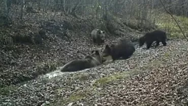 IMAGINI RARE: O familie de urși care se bălăcesc și un lup singuratic, filmați într-o pădure din Covasna (VIDEO)