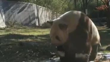 Spectacol la zoo. Ursul panda Tian Tian și-a făcut toaleta de primăvară (VIDEO)