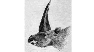 Inorogii au trăit în Siberia, acum 30.000 de ani. Cercetătorii au ajuns la concluzia că fabuloasele creaturi erau mai înfricoșătoare decât se credea (VIDEO)