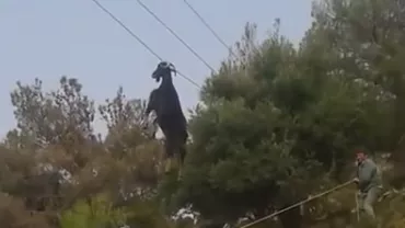 Un țap a rămas suspendat de un cablu la patru metri înălțime: Localnicii unui sat din Grecia s-au străduit minute în șir pentru a aduce animalul la sol (VIDEO)