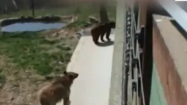 Urșii aduși din Armenia la Rezervația Zărnești au fost eliberați din cuști (VIDEO)