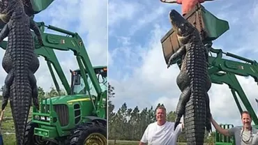 Un aligator uriaș, care mânca vite, a fost ucis în Florida  (VIDEO)