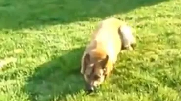 Câine, devenit erou de război. Un ciobănesc german a fost decorat cu cea mai înaltă distincție militară (VIDEO)