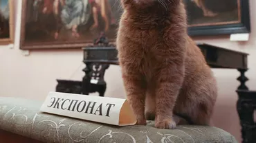 O pisică, angajată ca paznic la un cunoscut muzeu de artă și istorie din Rusia