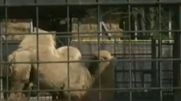 Caz grav la Grădina Zoologică Băneasa: Singura cămilă nu poate sta în picioare din cauza unei boli (VIDEO)