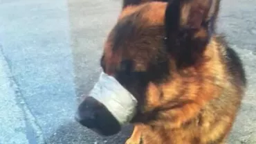 Cruzime fără limite: Un câine a fost găsit cu botul legat cu bandă izolieră, pe o autostradă din New York