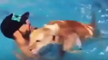 Încă un caz Bogata: Un arab înoată alături de niște lei într-o piscină din... Hunedoara (VIDEO)