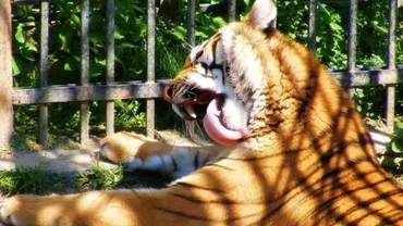Situație șocantă la Grădina Zoologică din Târgoviște. Câinii fără stăpân, hrană pentru leii din cuști (VIDEO)