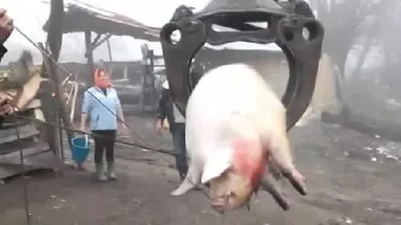 Made in Romania: Un porc înjunghiat, mutat cu macaraua pe grătar (VIDEO)